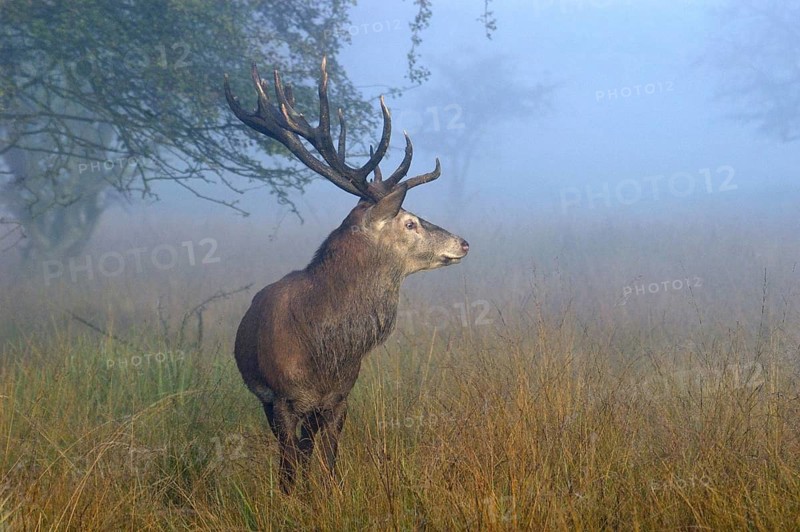 Red deer, deer in the rut, red deer, male in heat, Cervus elaphus