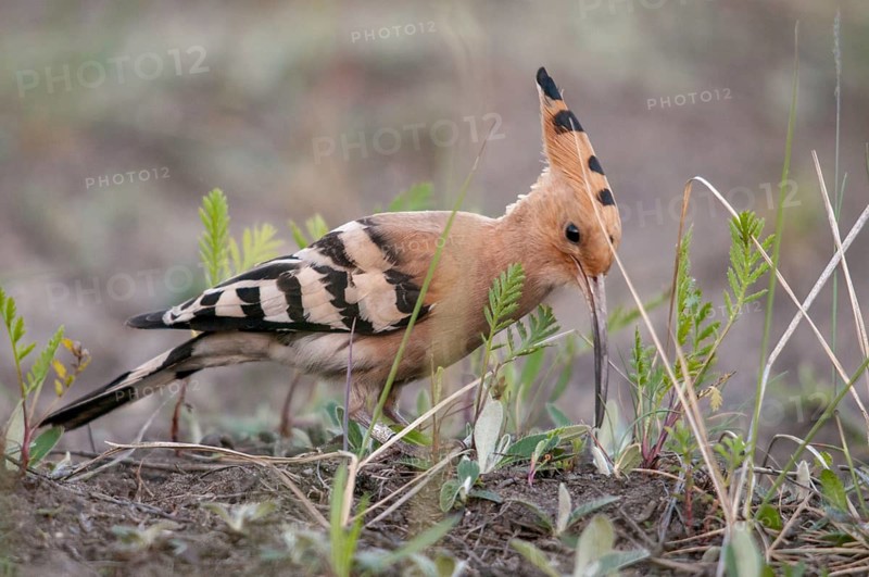 Brandenburg, Germany, Hoopoe, Nabu, national natural heritage, Grünhaus natural paradise, upupa epops, hoopoe, post-mining landscape, birds, green house, upupidae, birds