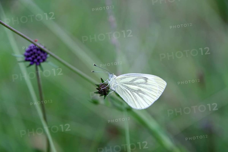 Small White (Pieris napi), meadow
