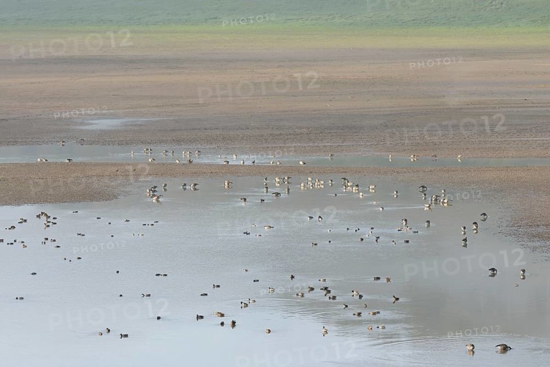 Canada geese (Branta canadensis) and mallards (Anas platyrhynchos) foraging in the shallow waters of Lake Eder, Eder Dam, Hesse, Germany