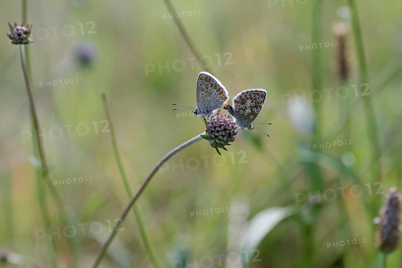 Common Blue (Polyommatus icarus), mating, meadow