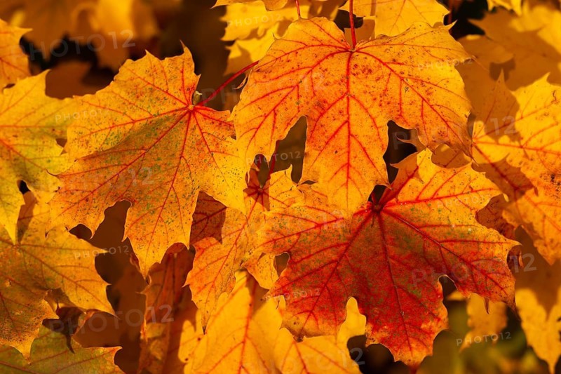 Acer platanoides, aceraceae, maple family, autumn colors, Norway maple, pointed maple, pointed maple, autumn, tree, trees, flora, autumn, autumn leaves, plants, plants, tree