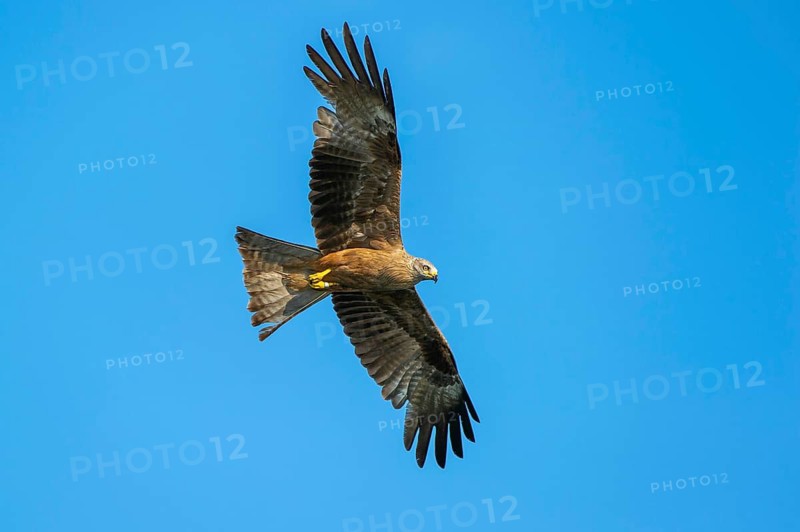Black Kite (Milvus migrans) in flight, Müritz National Park, Feldberg Lake District, Mecklenburg-Western Pomerania, Germany