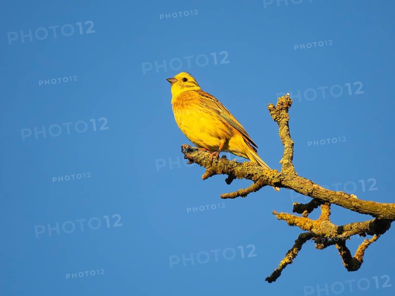 Yellowhammer (Emberiza citrinella), mature male, perched on a branch, against a clear, blue sky, North Hesse, Germany
