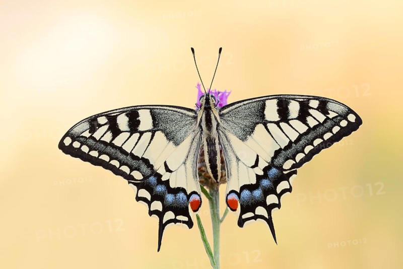 Swallowtail (Papilio machaon), North Rhine-Westphalia, Germany