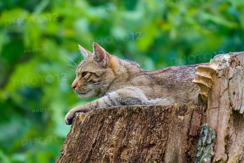 A wildcat lies relaxed on a tree trunk, surrounded by greenery, European wildcat (Felis silvestris), Hesse, Germany