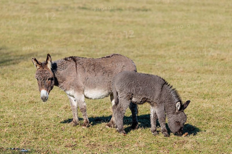 A female domestic donkey (Equus asinus) and her foal stand on a sunny day in a paddock with dry grass. Austria