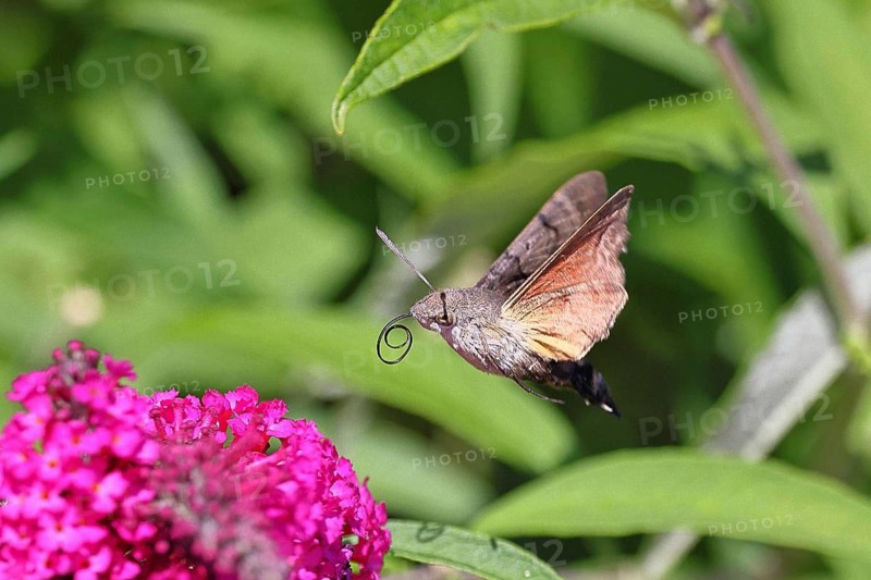 A swallowtail butterfly (Macroglossum stellatarum) feeding on nectar from a butterfly bush (Buddleja), Wilnsdorf, North Rhine-Westphalia, Germany