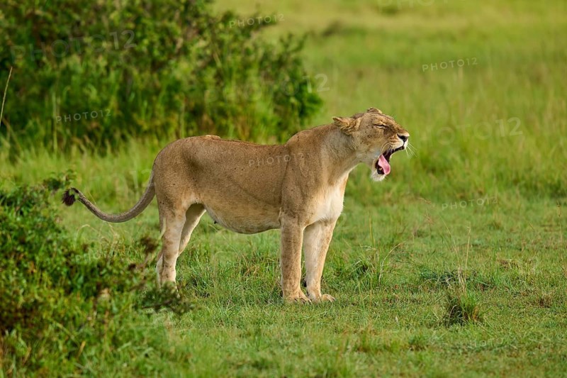 A lioness yawns widely whilst standing in the green grasslands, lion (Panthera leo), Masai Mara National Reserve, Narok County, Kenya