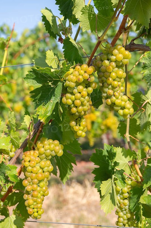 Hiking through winegrowing on the Gemmrigheim circular hiking trail, Swabian Albverein, viticulture, grapevines, vineyard landscape, vines, grapes, ripe grapes, ripe grapes, grape grape harvest, wine-growing region, viticulture culture, sun-ripened grapes, fully ripe grapes, grape shoots, grape gropes, vineyard, Neckar landscape, vine landscape, vine landscape, viticulture, grape ripening, wine region, sunshine, grape leaves, wires, green, Baden-Württemberg, Germany