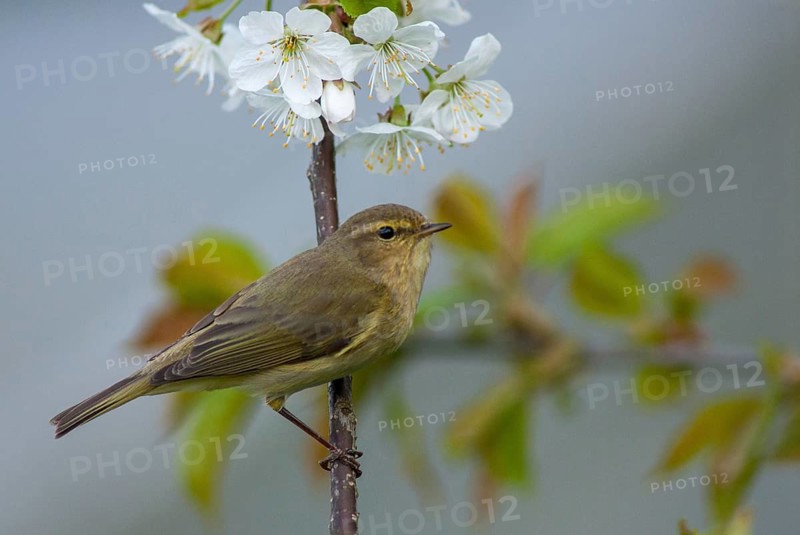 Chiffchaff, Phylloscopus collybita, Zilpzalp, Birds, Spring, Passeri, Songbirds, Jump, Birds