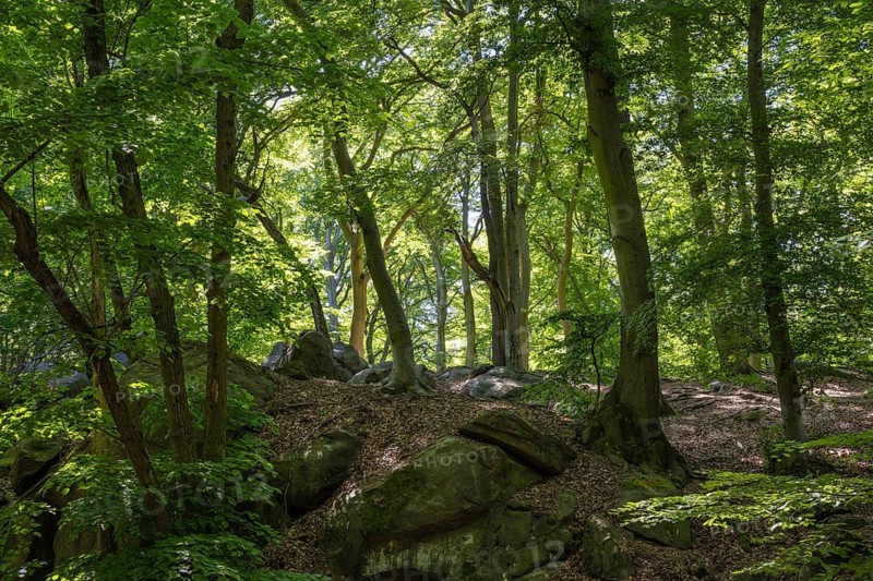 Rocks in green beech forest, Ore Mountains, Czech Republic, May 2024