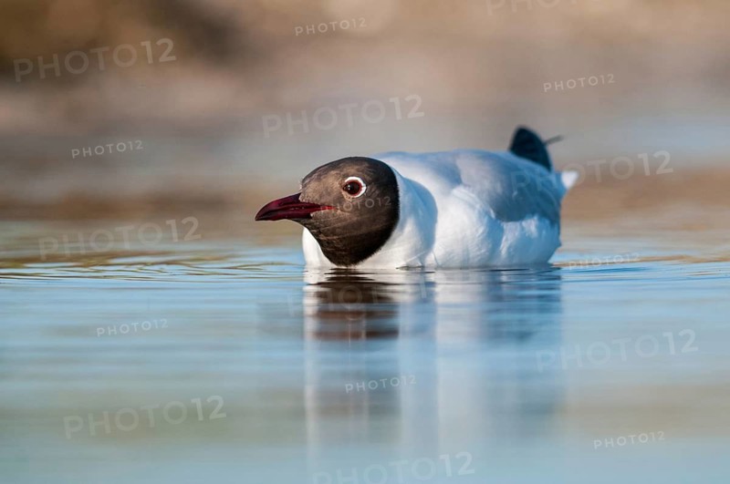 Black-headed gull, Chroicocephalus ridibundus, black-headed gull, Larus ridibundus, birds, charadriiformes, gulls, limicols, seagulls, birds