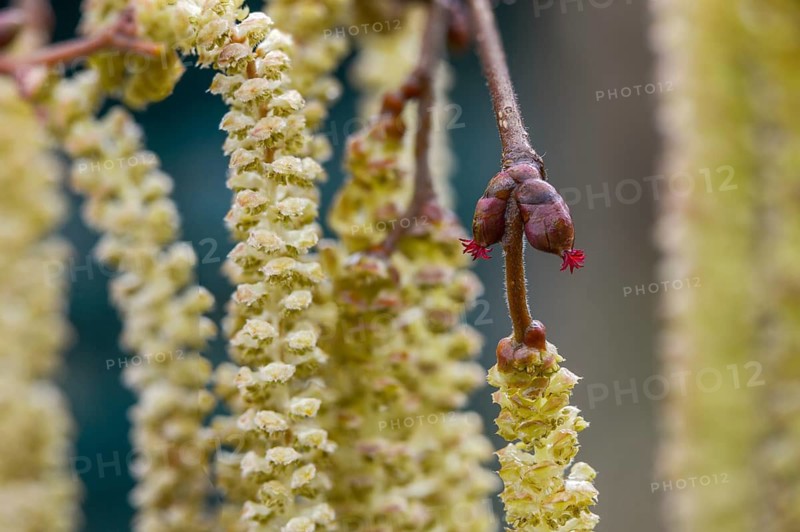 Betulaceae, birch family, corylus avellana, common hazel, hazel, hazel, female inflorescence, flower, common hazel, flora, plants, plants