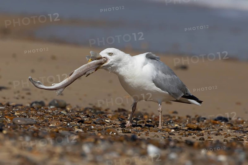 Herring gull (Larus argentatus) adult seagull bird feeding on a Dogfish fish on a beach, England, United Kingdom