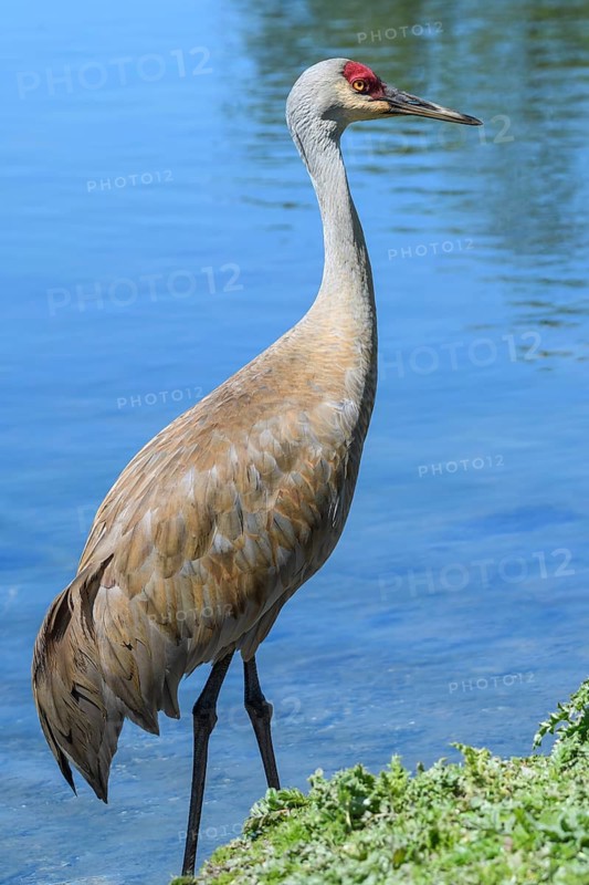 Lesser Sandhill Crane, (Grus canadensis), George C. Reifel Migratory Bird Sanctuary, Delta, British Columbia, Canada