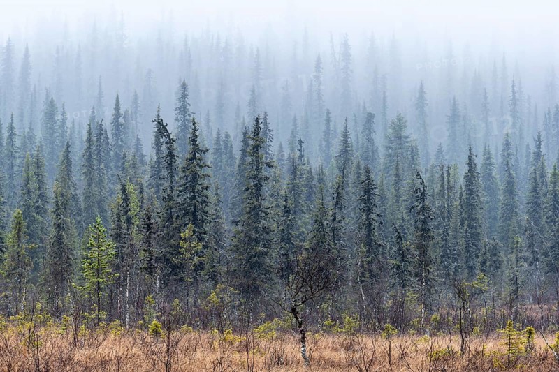Boreal coniferous forest in fog, Norrbotten, Lapland, Sweden, October 2010