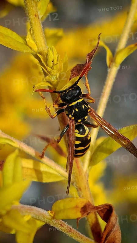 A house wasp (Polistes dominula) clinging to a yellow flower, captured in close-up detail, Rennsteig, Frankenwald nature park Park, Upper Franconia
