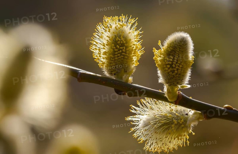 Hanging sage, kitten willow, palm willow, saal willow, salicaceae, salix caprea, salwillow, willow, tree, trees, flora, spring, goat willow, great sallow, plants, plants, pussy willow, spring, tree