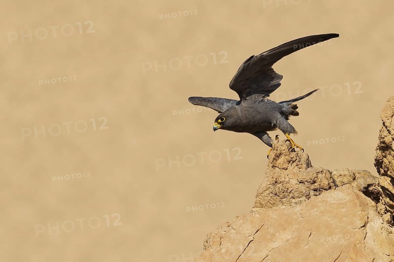 Sooty Falcon (Falco concolor), Eilat, Israel