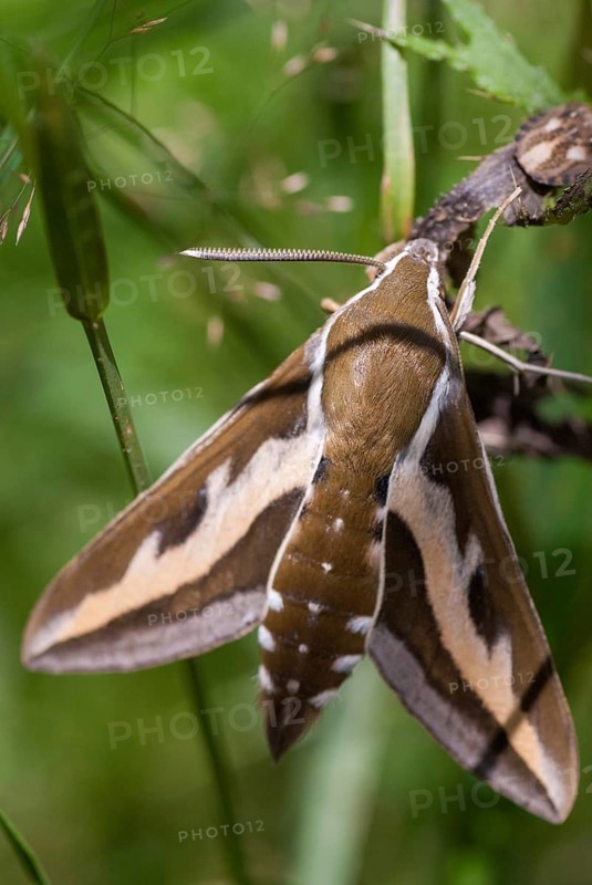 Hyles gallii, bedstraw owl, sphingidae, bedstraw hawk moth, butterfly, galium sphinx, high size, portrait format, insects, moths, moths, moths, butterfly, swarmer