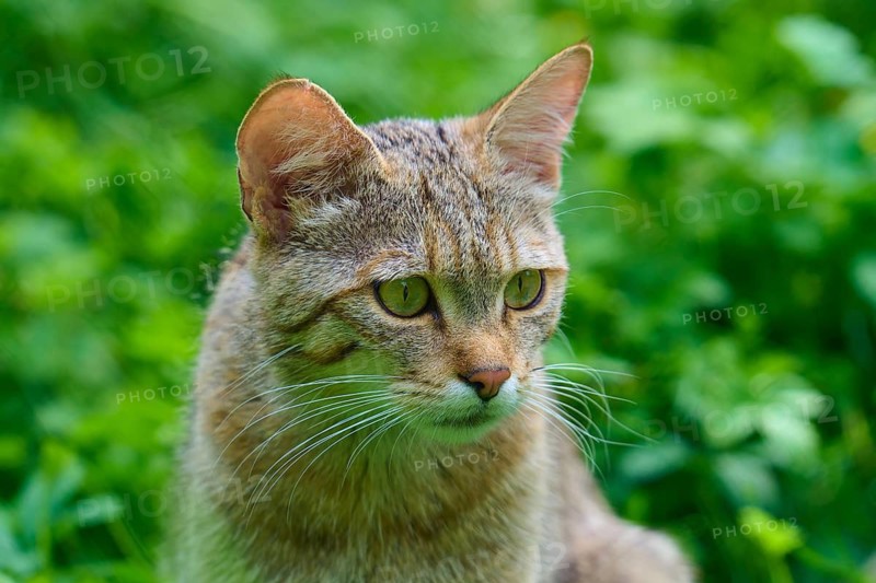 Side view of a tabby cat with green eyes and brown fur in the wild, European wildcat (Felis silvestris), Hesse, Germany