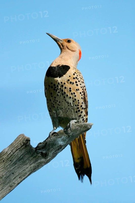 Animals, birds, bird, golden woodpecker, Northern Flicker (Colaptes auratus), Michigan, USA, United States, Michigan, USA
