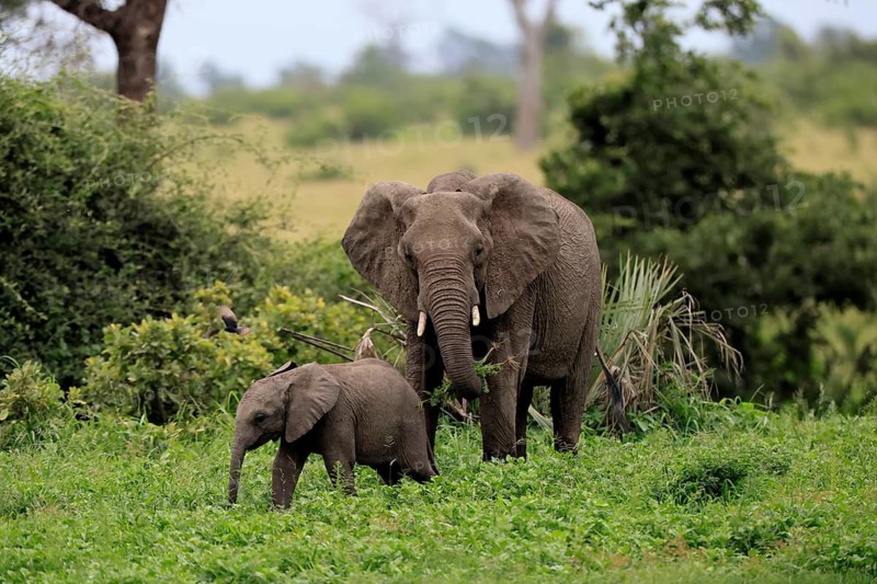 African elephant (Loxodonta africana), adult, female, calf, feeding, social behaviour, Kruger National Park, Kruger National Park, South Africa