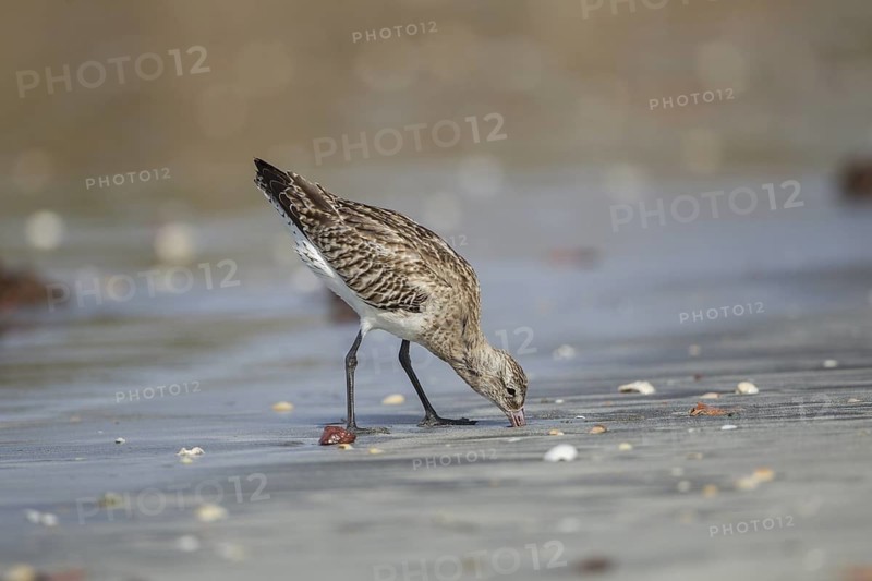 Bar-tailed Godwit (Limosa lapponica) foraging, Gambia