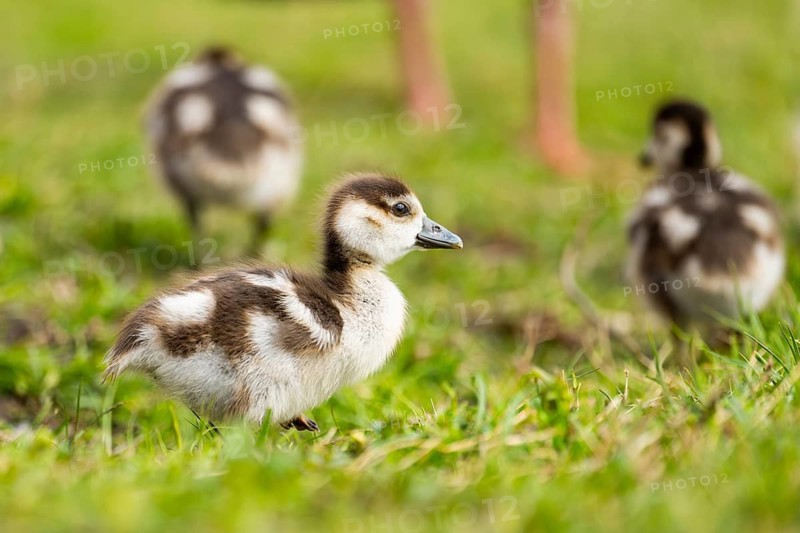 Egyptian goose (Alopochen aegyptiaca) cute chicks on a meadow at the shore of a lake, Bavaria, Germany