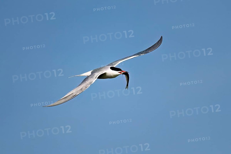 Common tern (Sterna hirundo), in flight with a fish in its beak, Saintes-Marie-de-la-Mer, Camargue, southern France, France