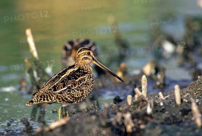 Common snipe, gallinago gallinago, snipe, birds, charadriiformes, leo, limicols, snipe birds, scolopacidae, birds, waders, waders