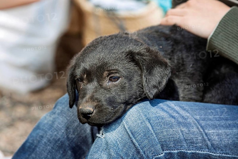 A black puppy rests relaxed on a sitting person's knee, Sineu cattle market, Majorca, Balearic Islands, Spain