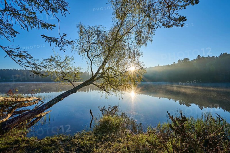 A tree tilts across a mirror-smooth lake in soft morning light, Windgfällweiher, Lenzkirch, Black Forest, Breisgau Hochschwarzwald, Baden-Württemberg, Germany