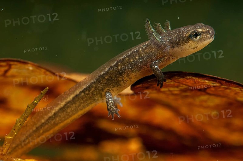 Threaded newt, Lissotriton helveticus, palmate newt, triturus helveticus, amphibians, amphibians, caudata, larva, amphibians, newts, tailed amphibians, water newts