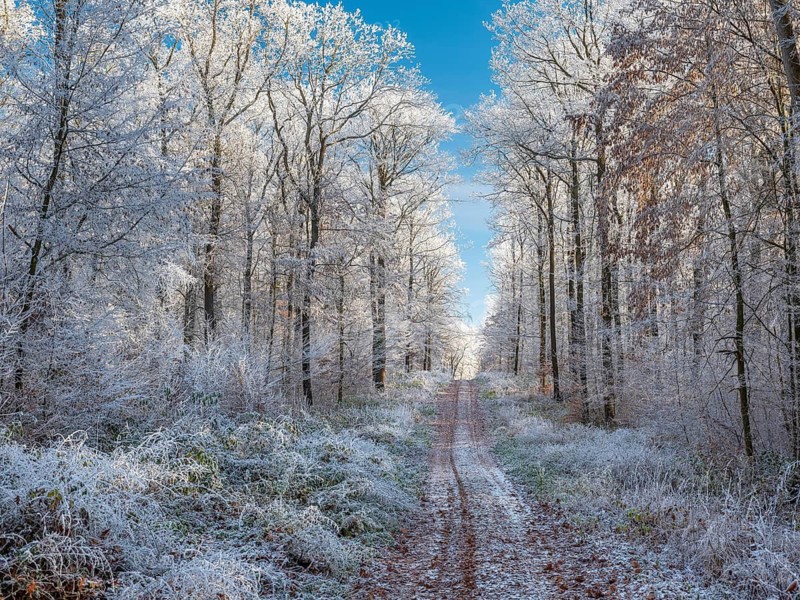 Hiking trail through sunny deciduous forest of oak and beech trees in winter under blue skies, hoarfrost covers the trees, near Eisleben, Saxony-Anhalt, Germany