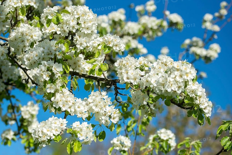Pear, cultivated pear tree, pyrus communis, rosaceae, rose family, tree, pear blossom, trees, flora, plants, plants, tree