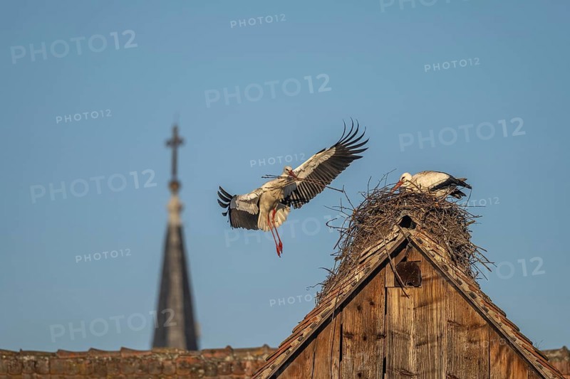 Two white storks (ciconia ciconia) at the start of the nesting season. One is on the nest while the other is fetching branches in flight. Muttersholtz, Bas Rhin, Alsace, France