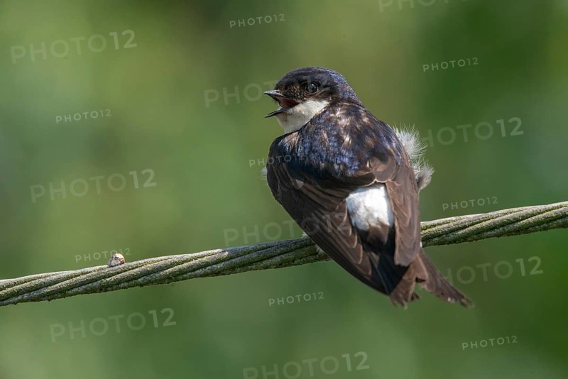 Delichon urbica, house martin, house martins, birds, passeri, swallows, songbirds, birds