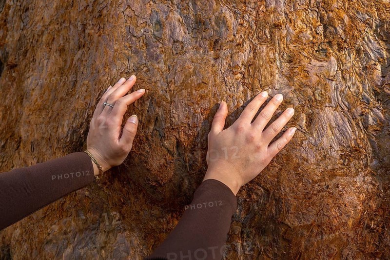 Woman's hands gently touching the textured, reddish brown bark of a giant sequoia tree, connecting with nature during outdoor travel in a national park