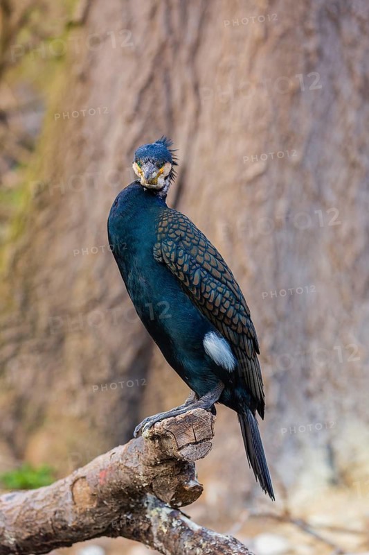 Great cormorant, Phalacrocorax carbo, sits on a branch