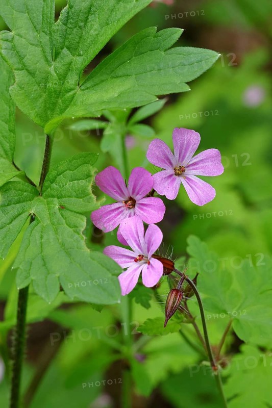 Stinking cranesbill (Geranium robertianum), Robert's herb, Ruprecht's herb (Geranium robertianum), flowers in spring, Wilnsdorf, North Rhine-Westphalia, Germany