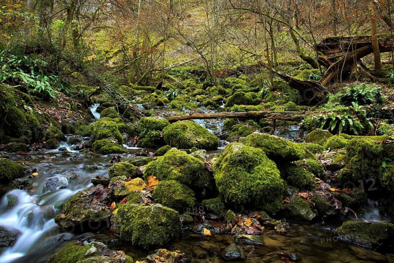 Urach Waterfall, A forest stream flows through a mossy landscape with rocks and trees, Kleine Ohe, stream in the forest between rocks covered with moss, autumn, Bavarian Forest National Park, Bavaria, Germany, A stream flows through a dense forest full of moss-covered stones and autumn leaves, Kleine Ohe, stream in the forest between rocks covered with moss, autumn, Bad Urach, Maisental, Germany