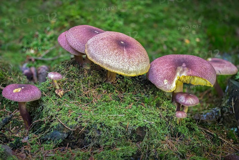 Wood Knight, Plums and Custard, Purple-Felted Wood Knight, Red-Haired Agaric, Reddish Wood Knight, Tricholomopsis Rutilans, Fungus, Mushrooms