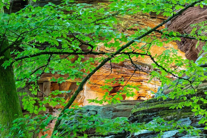 Coloured sandstone rock, beech (Fagus), beech family (Fagaceae), Altschlossfelsen, Dahn, Dahner Felsenland, Palatinate Forest, Rhineland-Palatinate, Germany