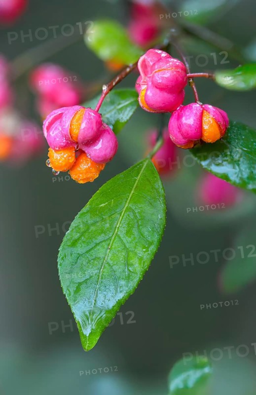 Celastraceae, Euonymus europaea, European Pfaffenhütchen, Pfaffenhütchen, Pfaffenkapperl, Pfaffenkäppchen, Spillbaum, Spindelshrub, Flora, high size, portrait format, plants