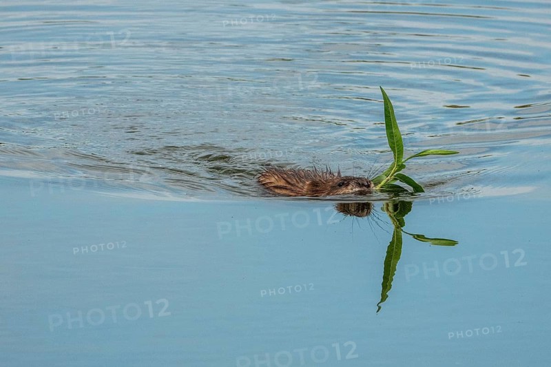 A beaver (Castoridae) with a plant in its mouth is swimming in the water, a small lagoon, Dossenheim, Rhein-Neckar district, Baden-Württemberg, Germany