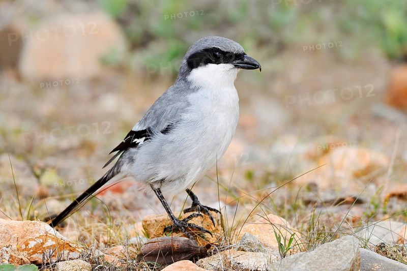 Great Grey Shrike (Lanius excubitor koenigi), Fuerteventura, Canary Islands, Spain