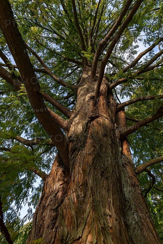 Giant sequoia (Sequoioideae), North Rhine-Westphalia, Germany