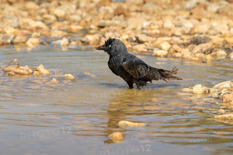 Corvus Monedula, Jackdaw, Bath, Bathe, Bird Bath, Birds, Corvidae Family of Birds, Passeri, Corvids, Songbirds, Songbirds, Drinking, Birdbath, Birds, Watering Place